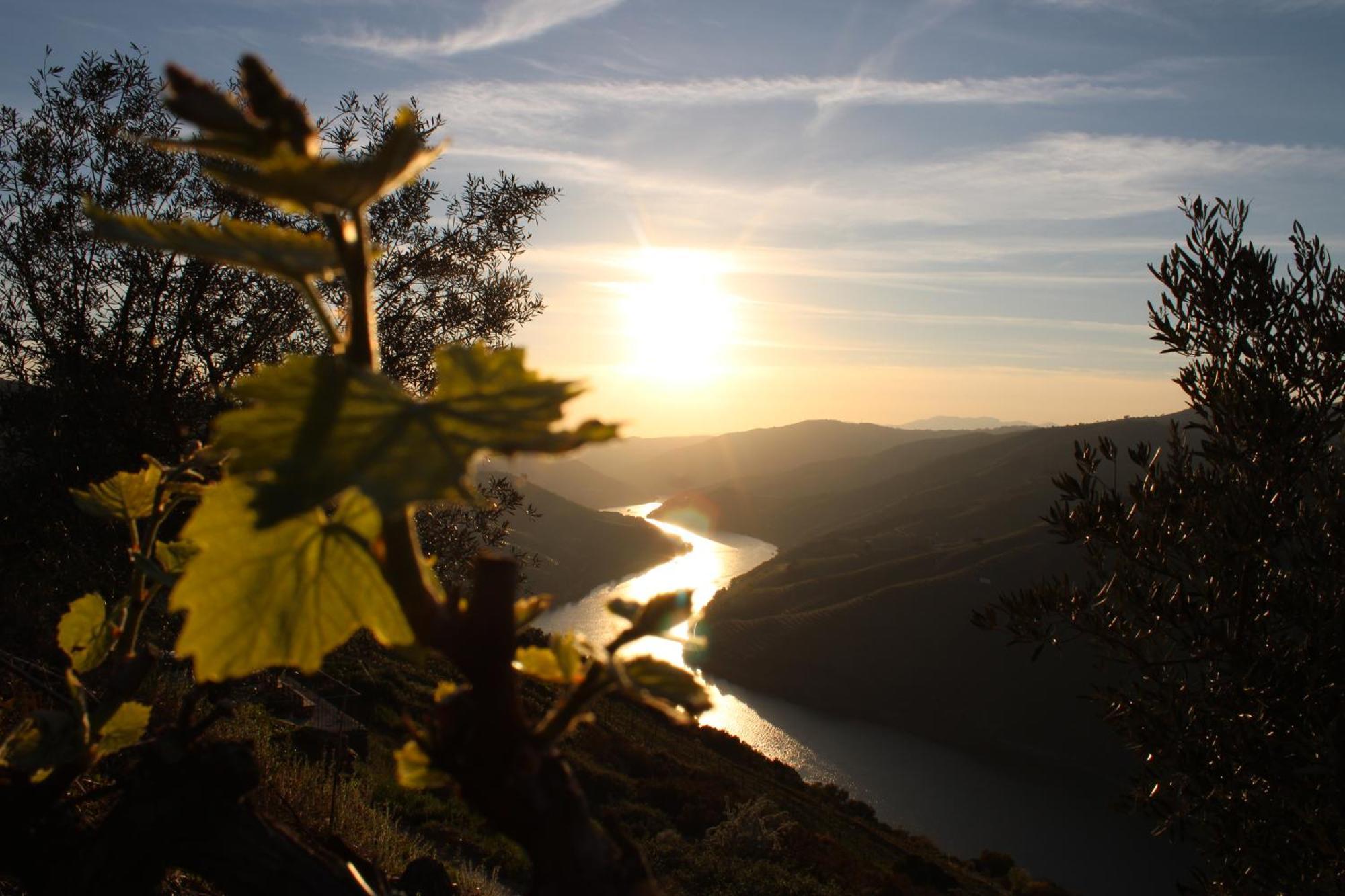 Вилла Socalcos Do Douro House Валенса-ду-Дору Экстерьер фото